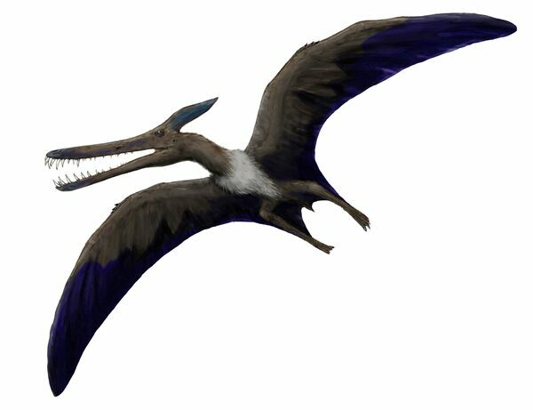 Pterosaur (Ludodactylus sibbicki), a flying reptile, not a dinosaur. | Image Credit: FunkMonk (Michael B. H.), CC BY-SA 3.0, via Wikimedia Commons